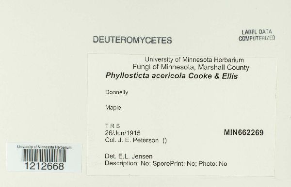 Phyllosticta acericola image