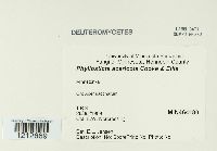 Phyllosticta acericola image