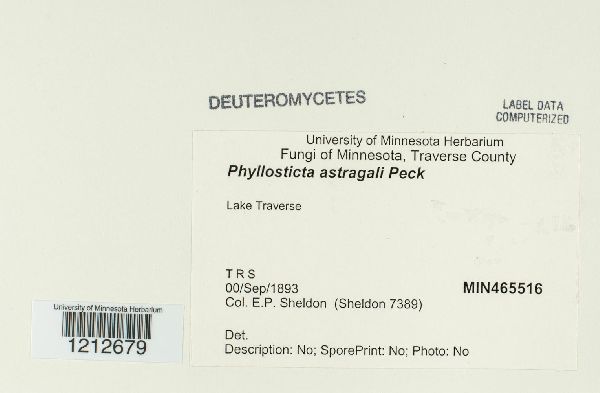 Phyllosticta astragali image