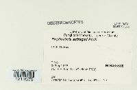 Media resource of Phyllosticta astragali