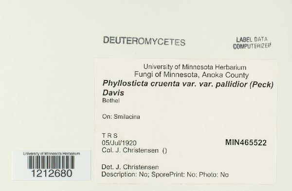 Phyllosticta cruenta var. pallidior image