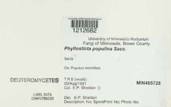 Phyllosticta populina image