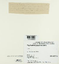 Phyllosticta populina image