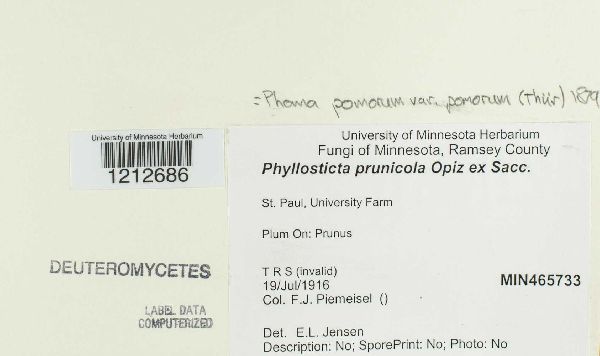 Phyllosticta prunicola image