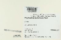 Media resource of Phyllosticta tumoricola