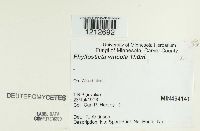 Phyllosticta viticola image