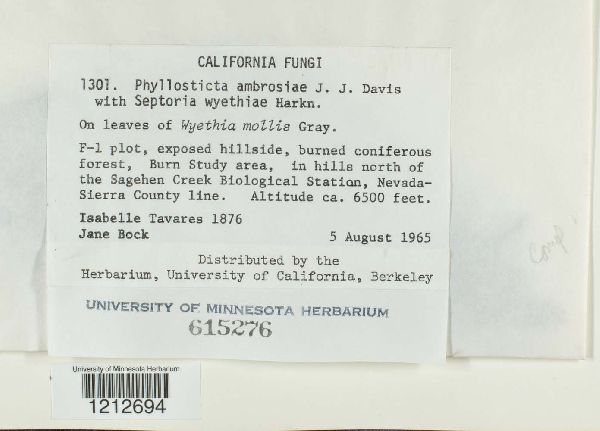 Phyllosticta ambrosiae image