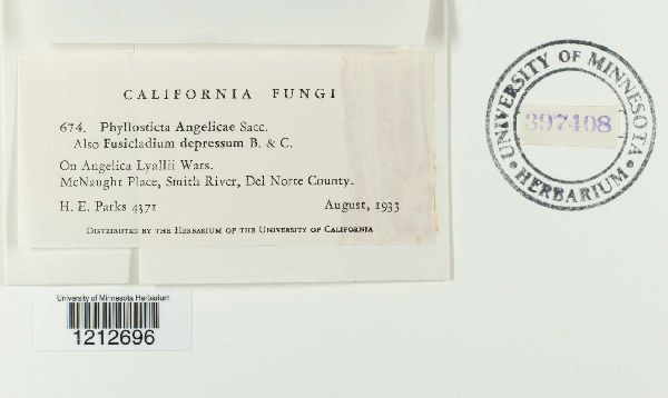 Phyllosticta angelicae image