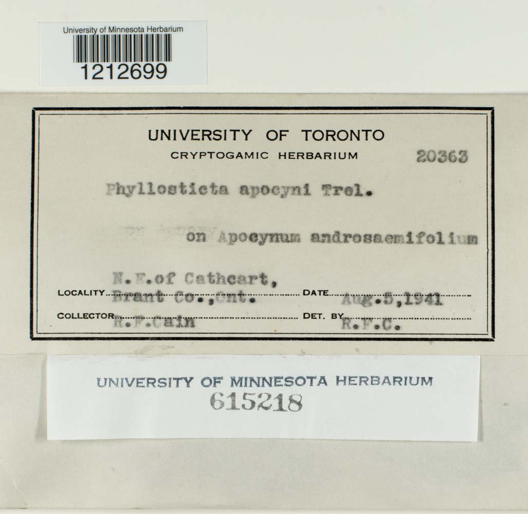 Phyllosticta apocyni image