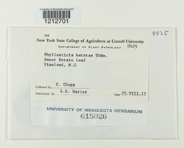 Phyllosticta batatae image