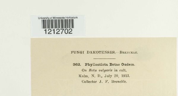 Phyllosticta betae image