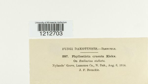 Phyllosticta cruenta image