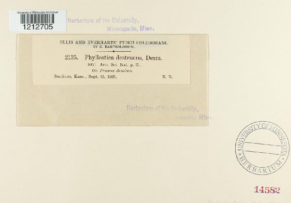 Phyllosticta destruens image
