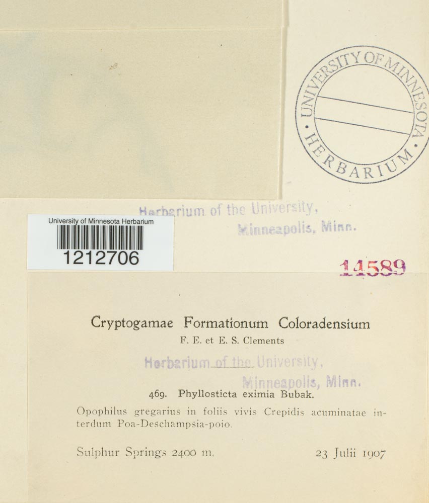 Phyllosticta eximia image