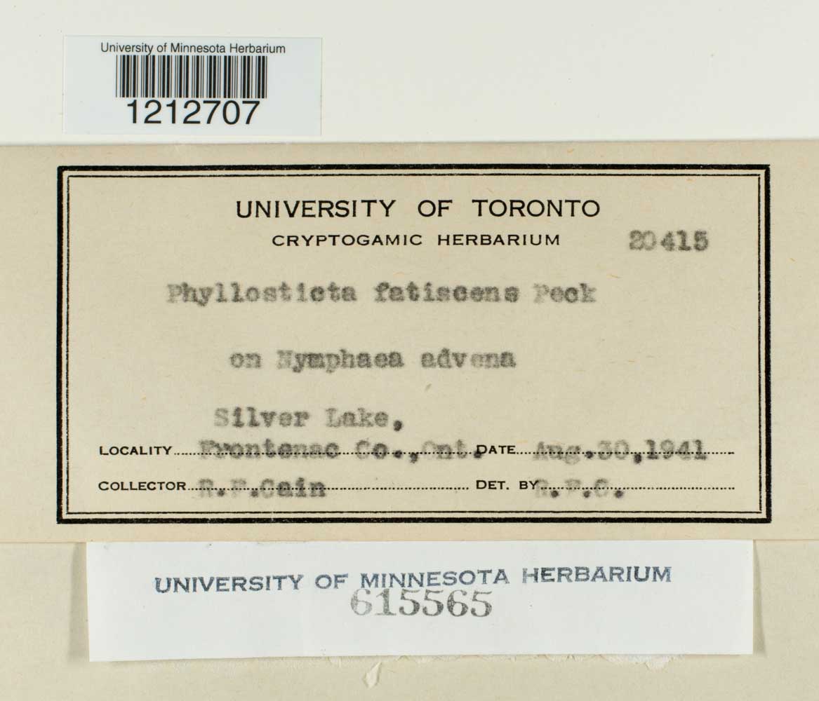 Phyllosticta fatiscens image