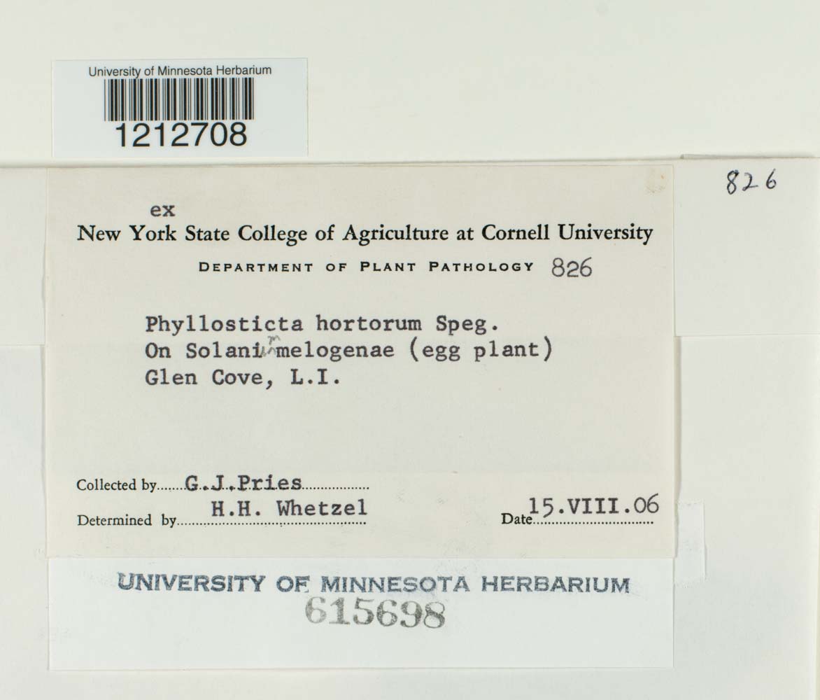 Phyllosticta hortorum image