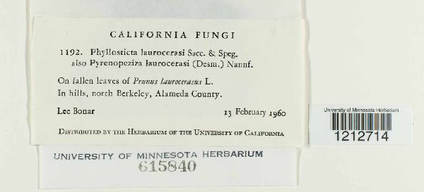 Phyllosticta laurocerasi image