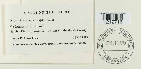 Phyllosticta lupini image