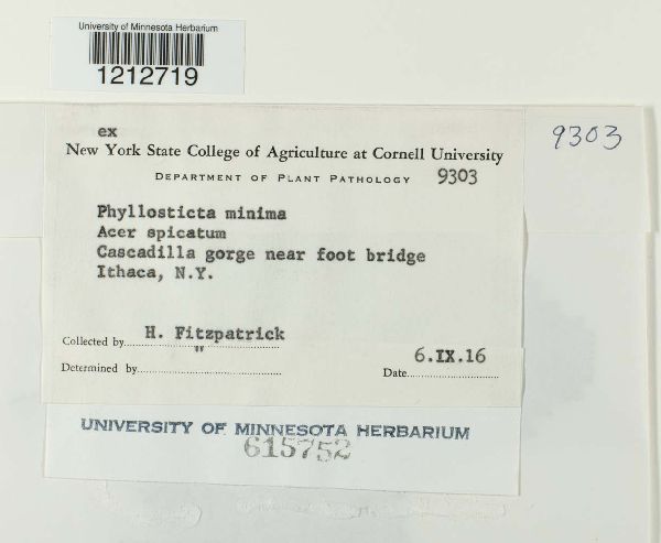 Phyllosticta minima image