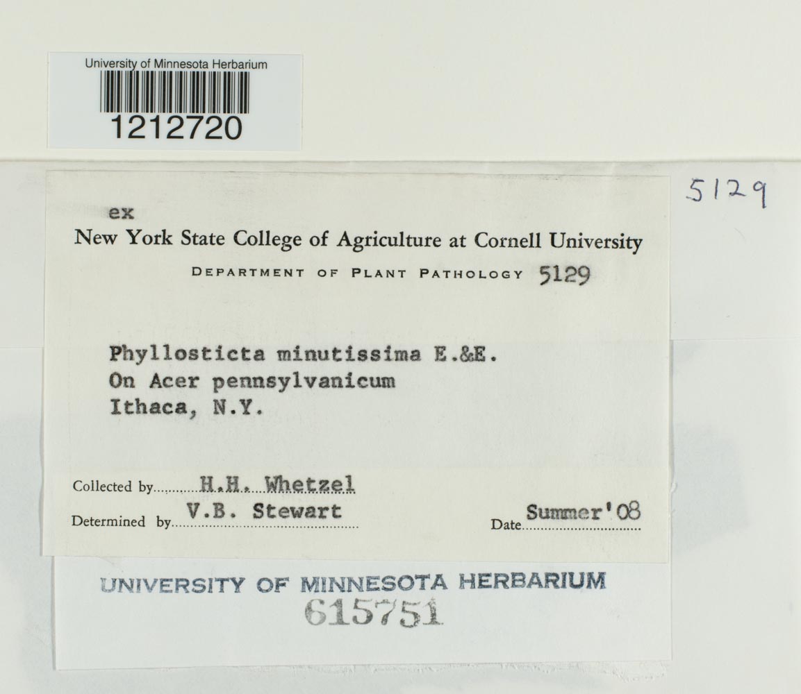 Phyllosticta minutissima image