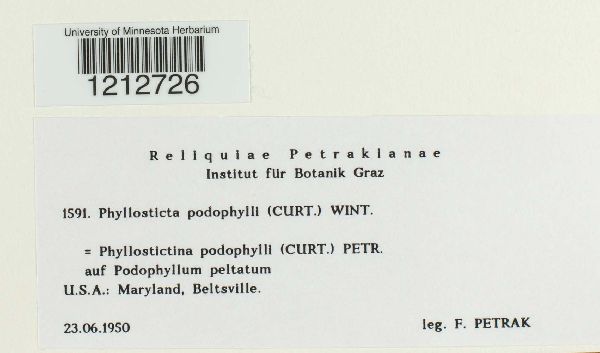 Phyllosticta podophylli image