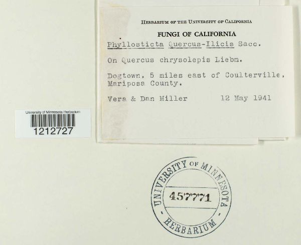 Phyllosticta quercus-ilicis image