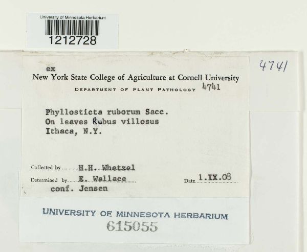 Phyllosticta ruborum image