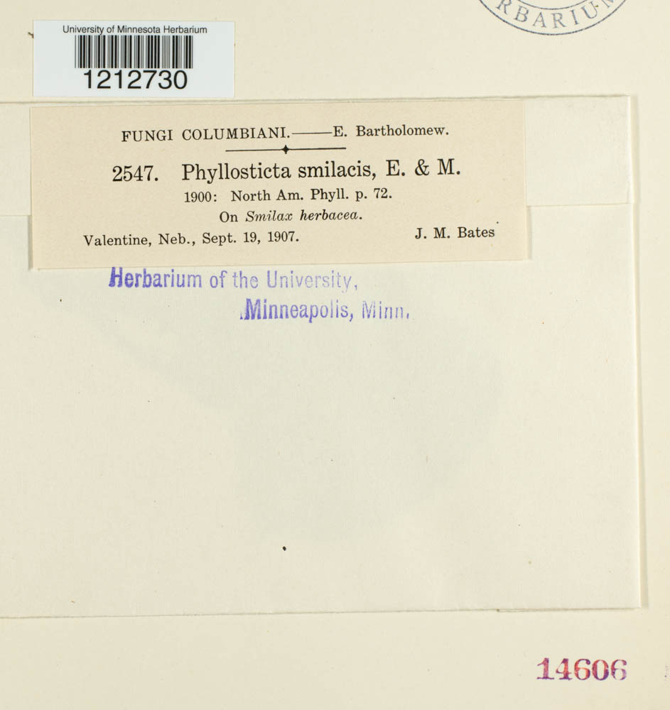 Phyllosticta smilacis image