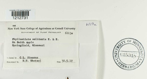 Phyllosticta solitaria image