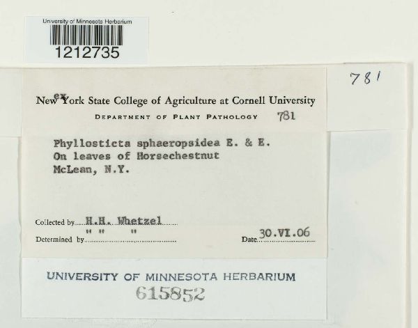 Phyllosticta sphaeropsidea image