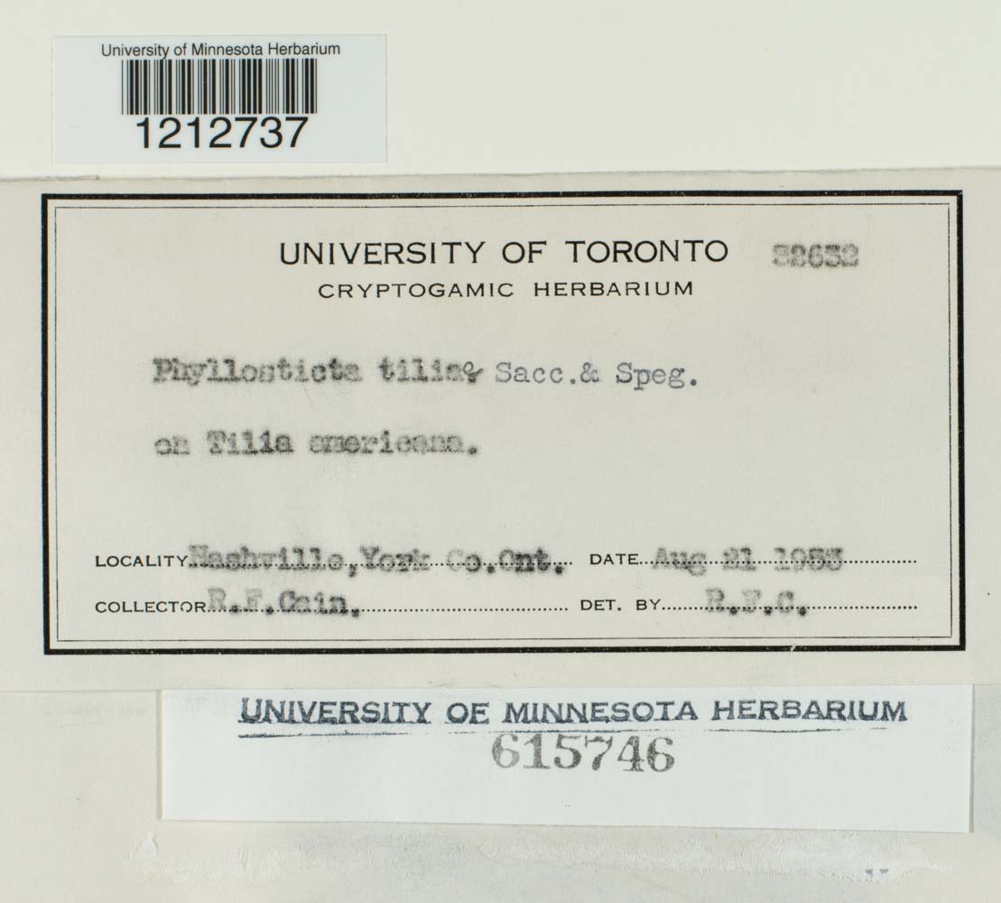 Phyllosticta tiliae image