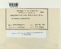 Phyllosticta viticola image