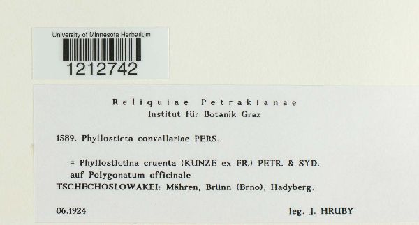 Phyllosticta convallariae image