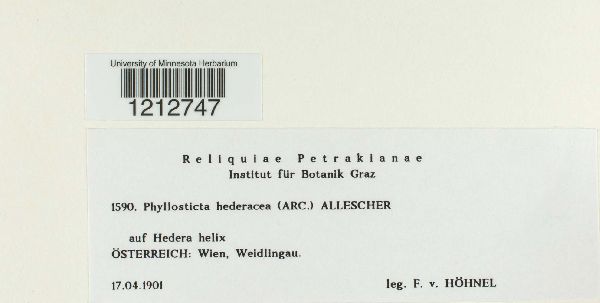 Phyllosticta hederacea image