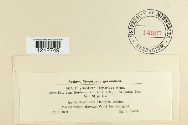 Phyllosticta hepaticae image