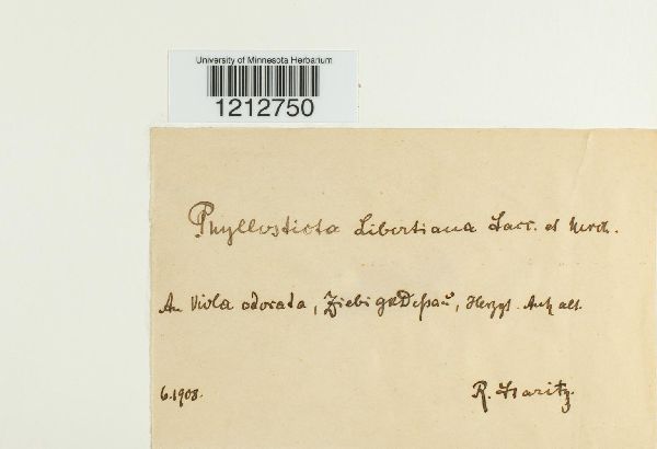 Phyllosticta libertiana image