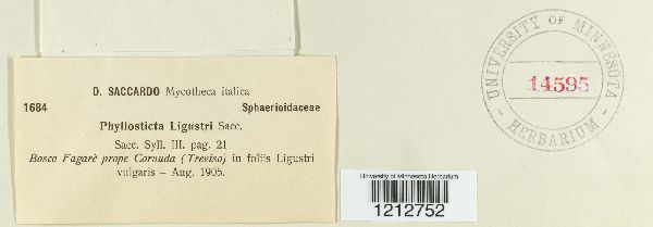 Phyllosticta ligustri image