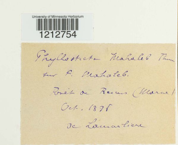 Phyllosticta mahaleb image