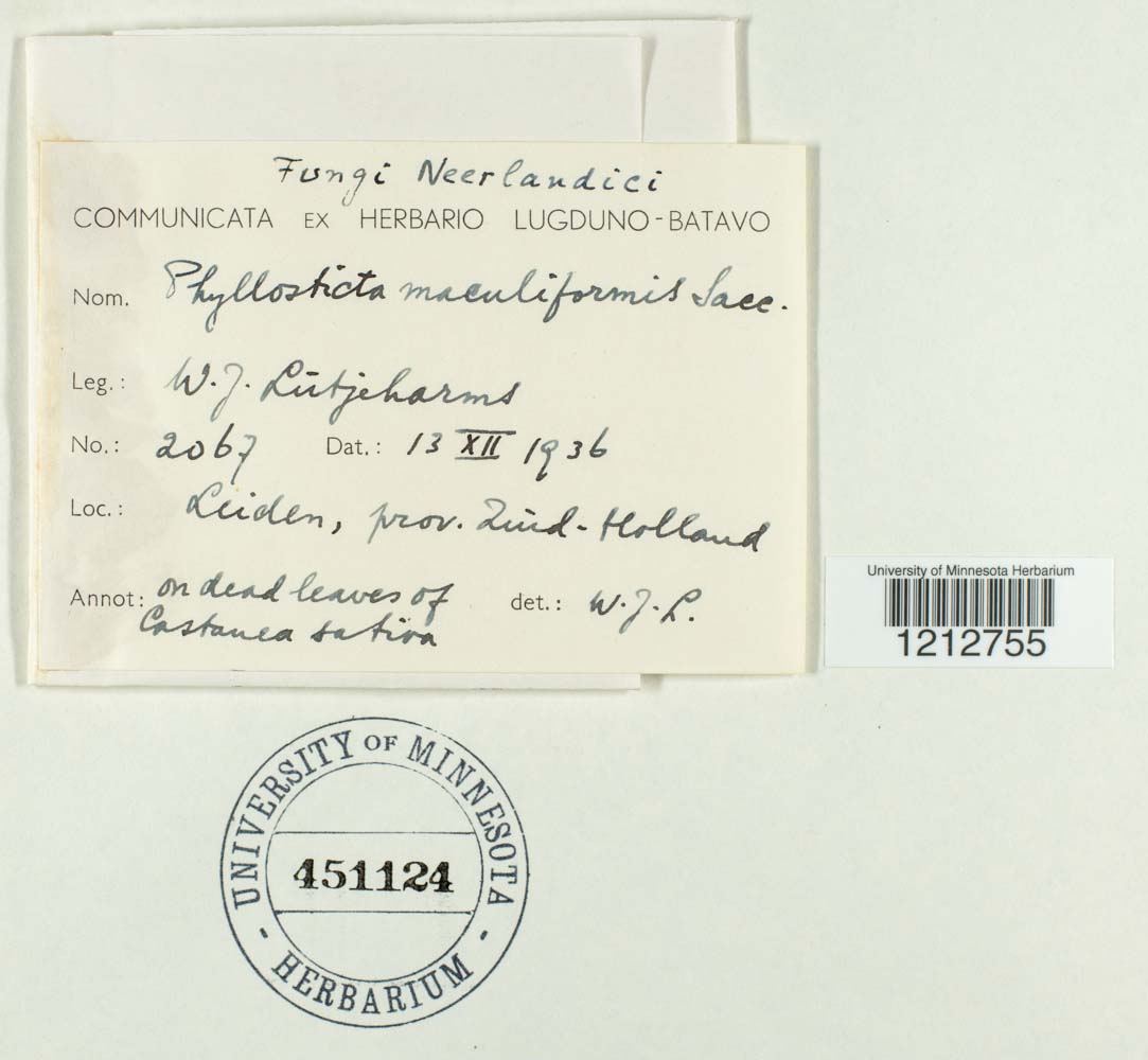 Phyllosticta maculiformis image