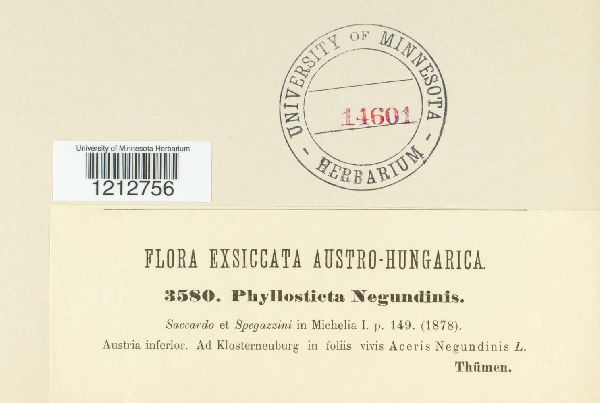 Phyllosticta negundinis image