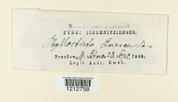 Phyllosticta quercus image