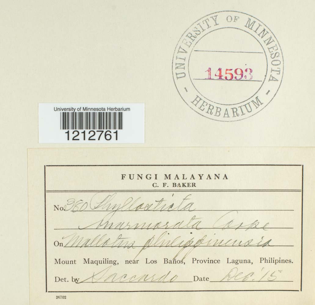 Phyllosticta marmorata image