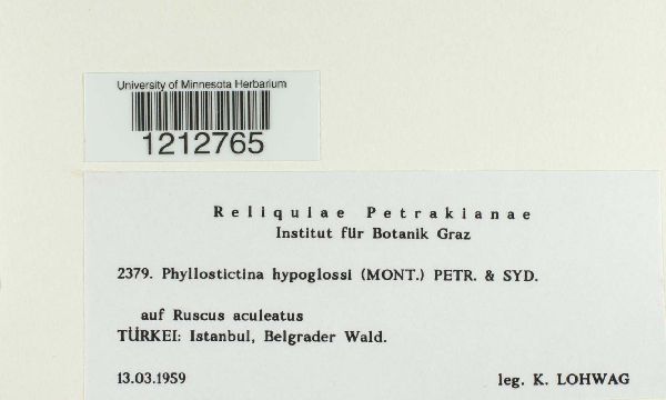 Phyllosticta hypoglossi image