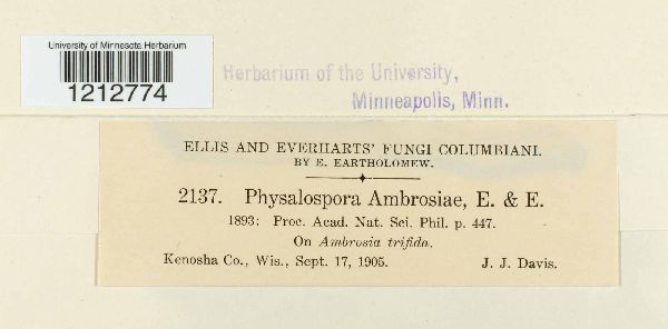 Phyllachora ambrosiae image