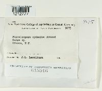 Botryosphaeria obtusa image