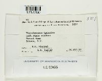 Botryosphaeria obtusa image