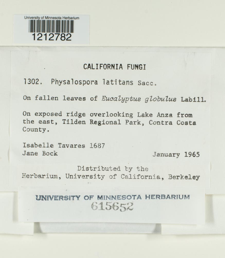 Clypeophysalospora image