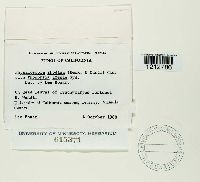 Lasiodiplodia theobromae image