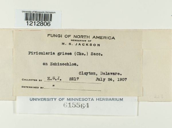 Magnaporthe grisea image