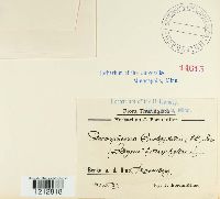 Diachora onobrychidis image